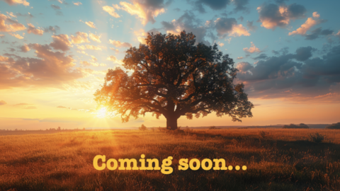 Sun rising on holrizon; one tree in center of flat field; teaxt at bottom reads: Coming  soon...
